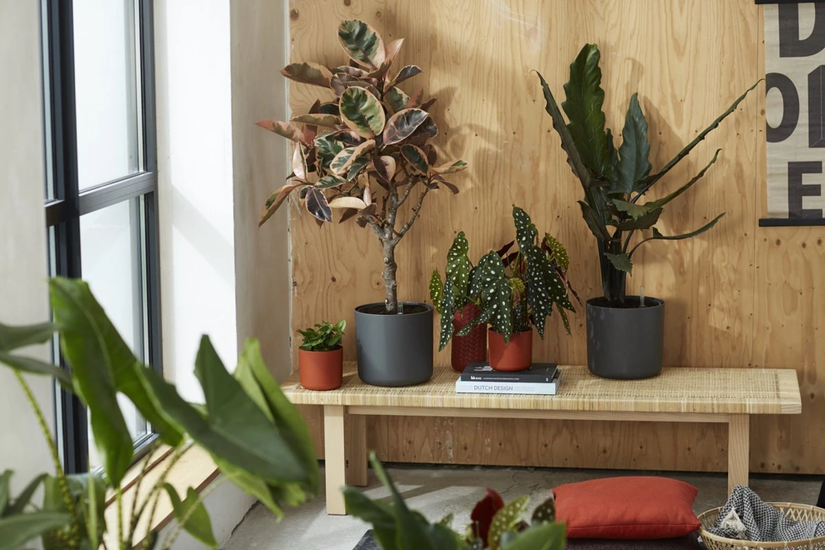 Elho B.for Soft Rond 30 - Bloempot Voor Binnen - Ø 29.5 X H 27.6 Cm - Antraciet - Afbeelding 7