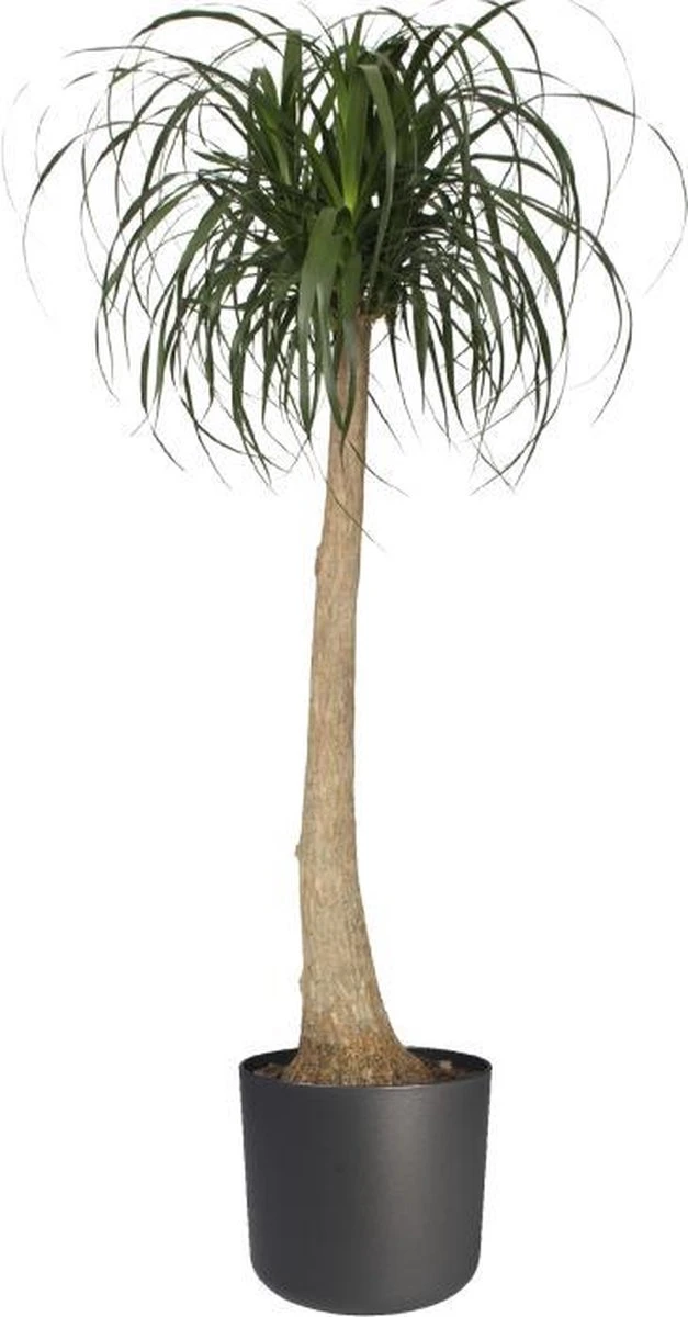 Elho B.for Soft Rond 35 - Bloempot Voor Binnen - Ø 34.5 X H 32.3 Cm - Antraciet - Afbeelding 5