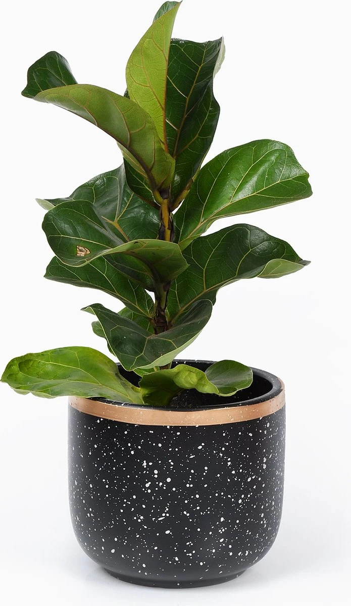 Bloempotten Binnen - Keramiek - Gouden Rand - Bloempot Buiten - Afvoergat 24 - Small Set Van 3 - 15 Cm - Afbeelding 3