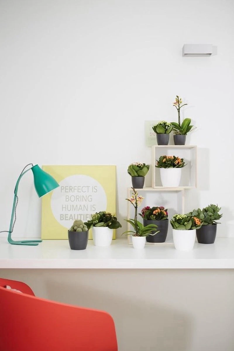 Elho B.for Soft Rond 30 - Bloempot Voor Binnen - Ø 29.5 X H 27.6 Cm - Antraciet - Afbeelding 4