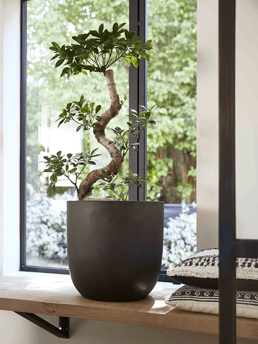 Capi Europe - Bloempot Bol Smooth NL - 54x52 - Zwart - Voor Binnen En Buiten - KBL935 - Afbeelding 11